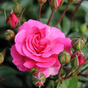 Rosier parfait pour les plates-bandes. Floraison continue aux fleurs groupées rose vif.